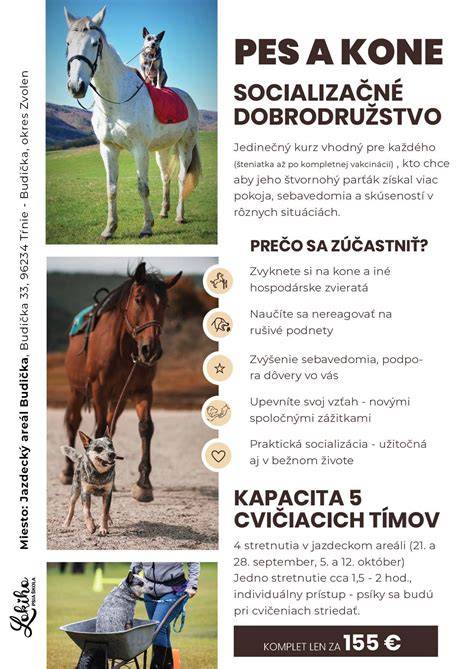 Infografika o bonitácii a výstavách psov