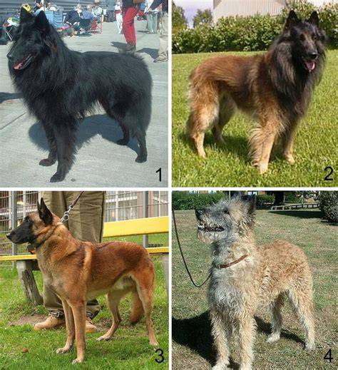Infografika o rozdieloch medzi belgickými ovčiakmi Malinois a Groenendael