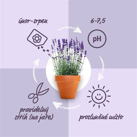 Infografika: účinky feromónov, levandule a hudby pri znižovaní úzkosti
