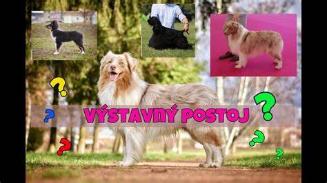 Infografika: Výstavný postoj a správna manipulácia psa