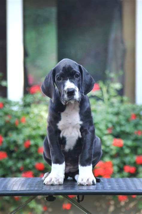 Šteňa nemeckej dogy