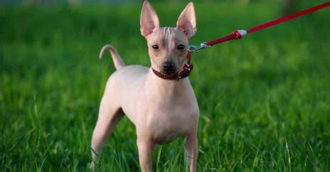 Šteniatko amerického bezsrstého teriéra