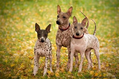 Americký bezsrstý teriér pri hre