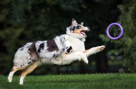 Austrálsky ovčiak pri agility