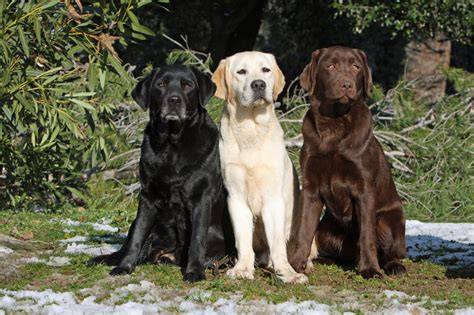 Infografika: Všeobecný profil labradora - vzhľad, farby, charakter