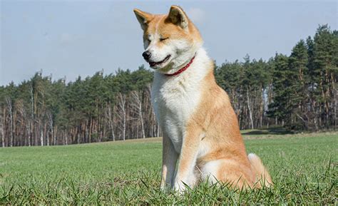 Štruktúra srsti Akity Inu