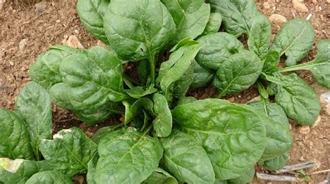 záhradkárstvo - siatie špenátu