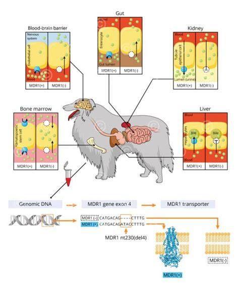Schéma genetiky merle a MDR1 defektu