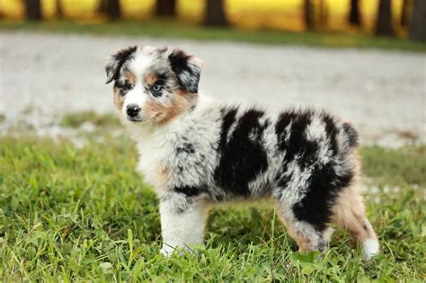 Porovnanie Aussie a Mini Aussie: veľkosť, rozmery a potreby