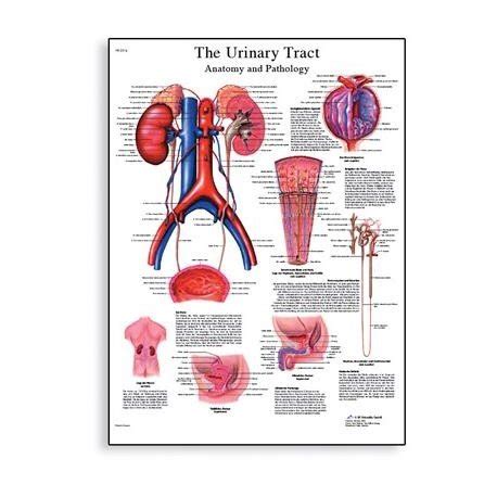 Anatomické znázornenie močového systému psa