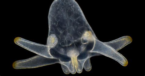 Veterinár vyšetruje vzorku moču pod mikroskopom