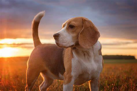 inzercia_obr_beagle.jpg