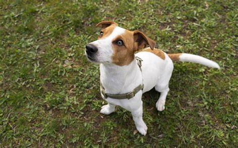 Infografika: Charakteristiky a potreby Jack Russell teriéra