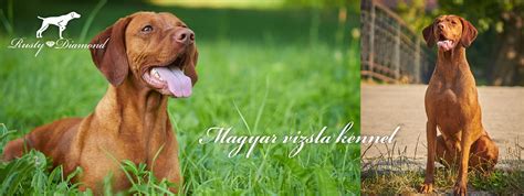 Hravá maďarská vyžla