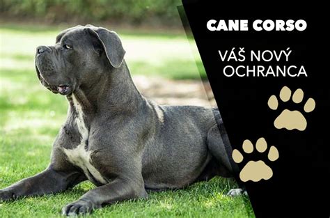 Portrét psa plemena Cane Corso