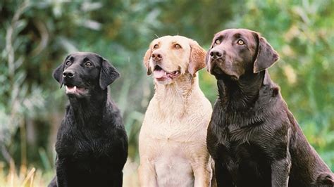 Rodina hrajúca sa s labradorským retríverom