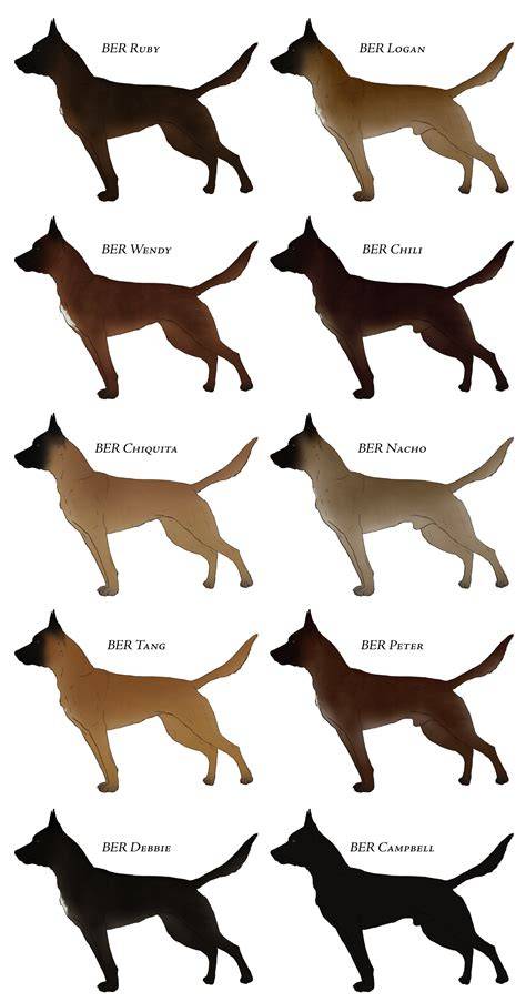 Belgičan Malinois - typický vzhľad a farby srsťí