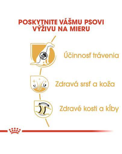Infografika: Základy výživy a starostlivosti pre nemeckého ovčiaka