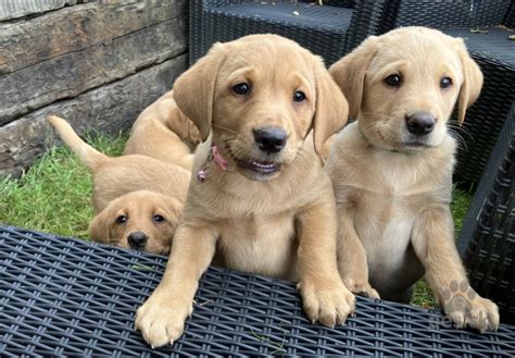 Šteniatka labradorského retrievera