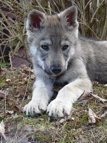 Šteniatko kríženca labradorského retrievera a československého vlčiaka