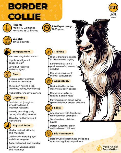 Border collie image illustrating intelligence and trainability