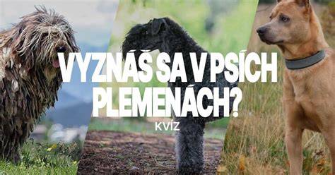 Infografika o plemenách psov s vlasmi a bez podsady