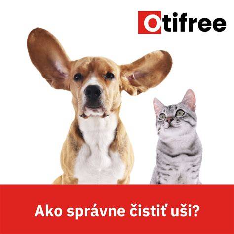 Infografika: Ako správne čistiť uši psa krok za krokom
