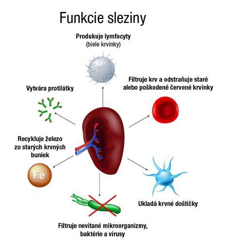 Infografika: Funkcie sleziny a čo sa mení po jej odstránení