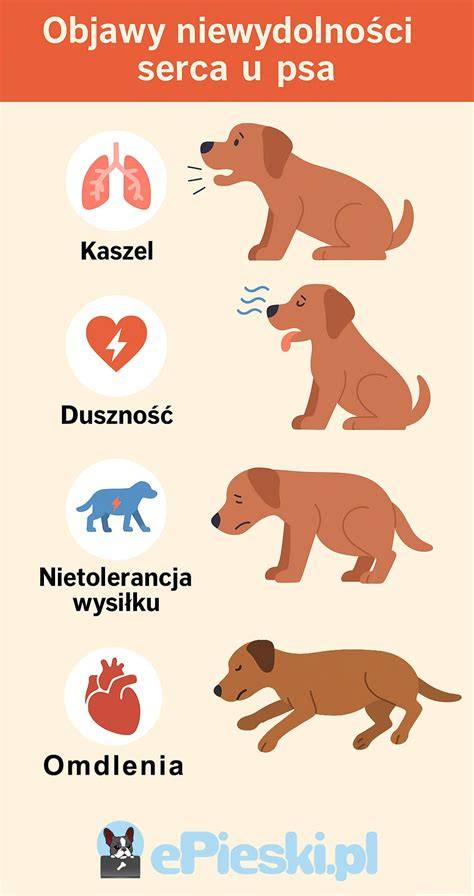 Infografika: Fázy socializácie kanaánskeho psa