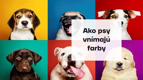 Infografika: Ako psy vnímajú svet farieb a pohyb