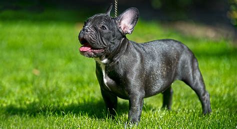 Typické rysy francúzskeho buldoga