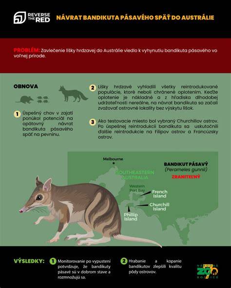 Infografika: Vizuálny prehľad hluchoty a BAER testu u šteniat