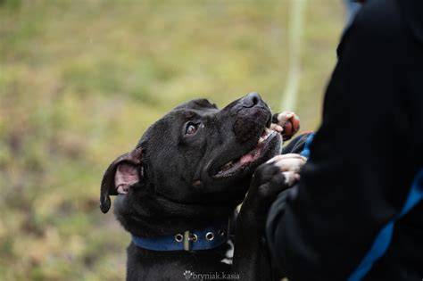 amstaff-vzhľad-a-stavba