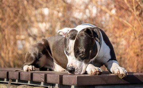 rezervacia-stencia-amstaff