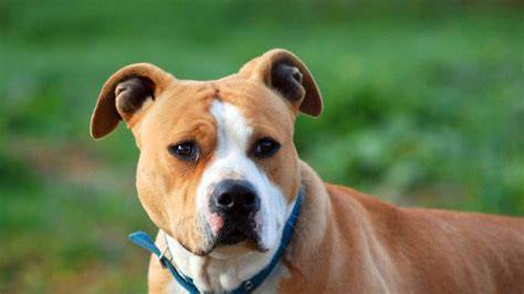 adopcia-amstaffa