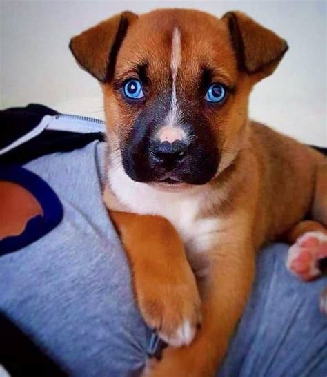 Hybridný pes Husky a Boxer