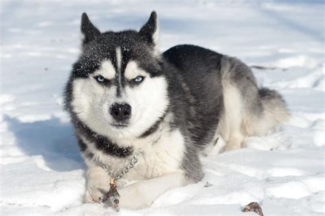 Šteňa sibírskeho huskyho