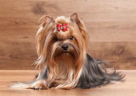 Jorkšírsky teriér v akcii - agility