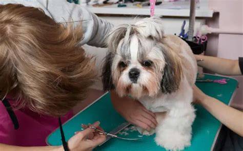Infografika: Hlavné znaky Shih Tzu, výška a váha, typická starostlivosť o srsť