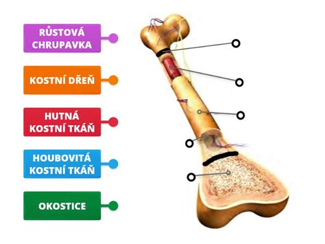 Štruktúra kostí a telesné obrysy typického kríženca