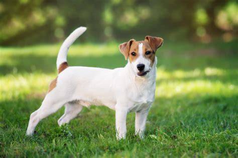 Jack Russell teriér - vizuálny profil: malý, energický, s typickým bielym zafarbením a farebnými znakmi