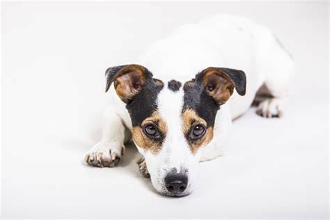 Jack Russell teriér: trojfarebný variant - biela s čiernymi a pálenými škvrnami