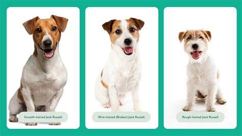 Jack Russell pri kontakte s deťmi a rodinou