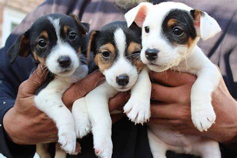 Socializácia Jack Russell teriéra s inými zvieratami