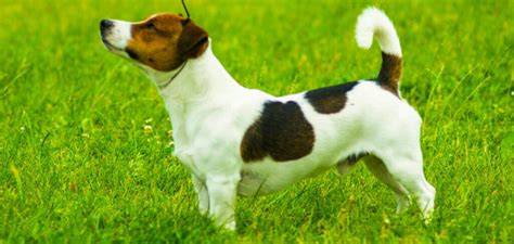 Schéma sociálneho výcviku Jack Russell teriéra