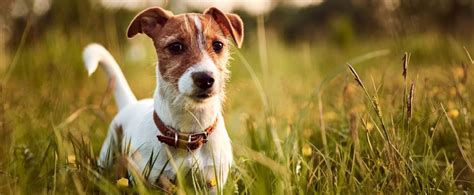 Infografika: Strava Jack Russell teriér + tipy na výživu