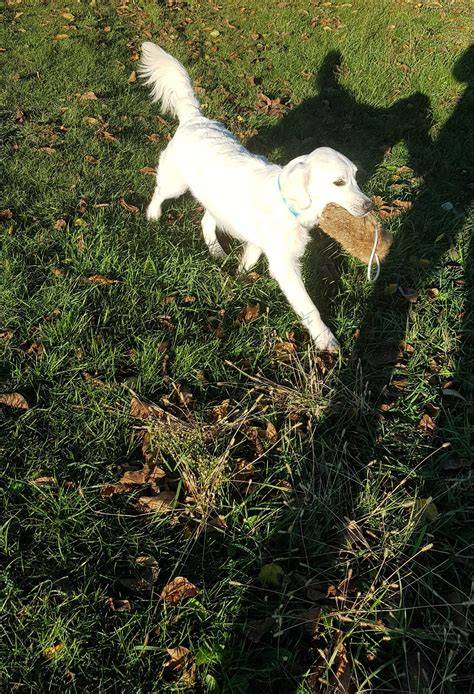 Základné rozdiely medzi labradorom a zlatým retrieverom: veľkosť, srsť, aktivita