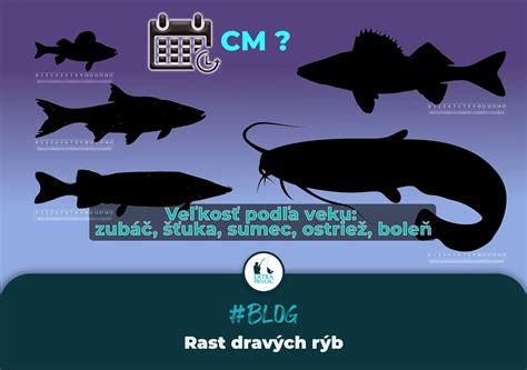 Infografika o správnom dávkovaní rýb pre psov podľa hmotnosti