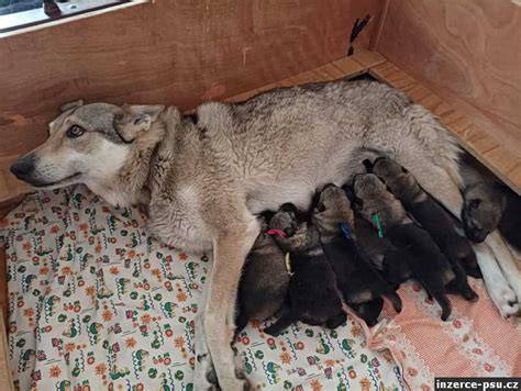tagimg>obraz: ceskoslovensky_vlcak_family.jpg
