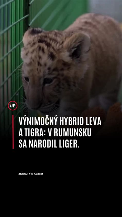Kríženec leva a tigra (ligér)